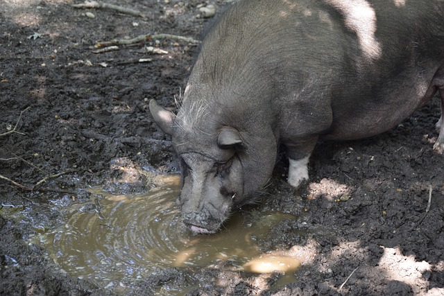 自西蒙尼执教以来，马竞第二次对阵巴萨半场产生五个进球.